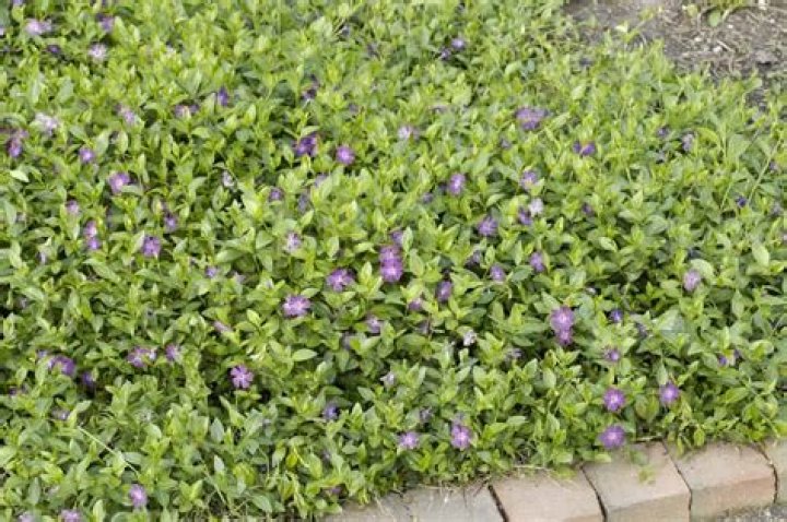 Does vinca minor spread?