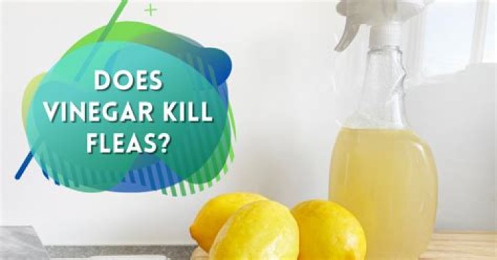 Does vinegar kill fleas?