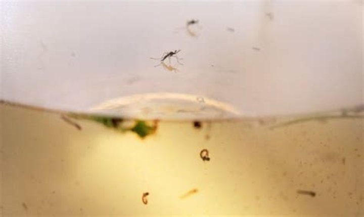 Does vinegar kill mosquito larvae?