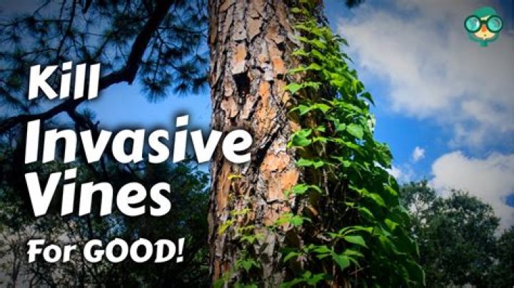 Does wild grape vine kill trees?