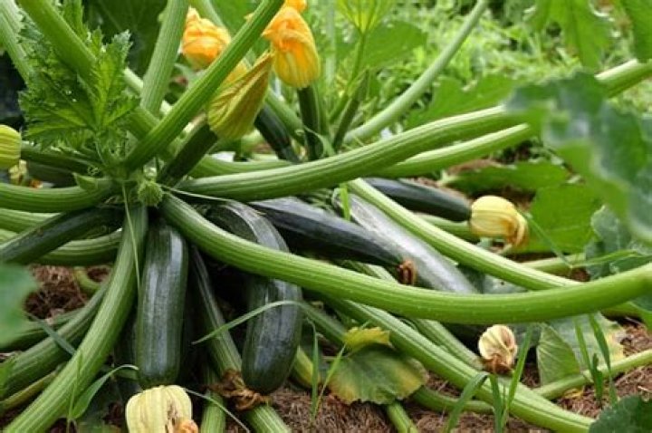 Does zucchini need to be refrigerated?