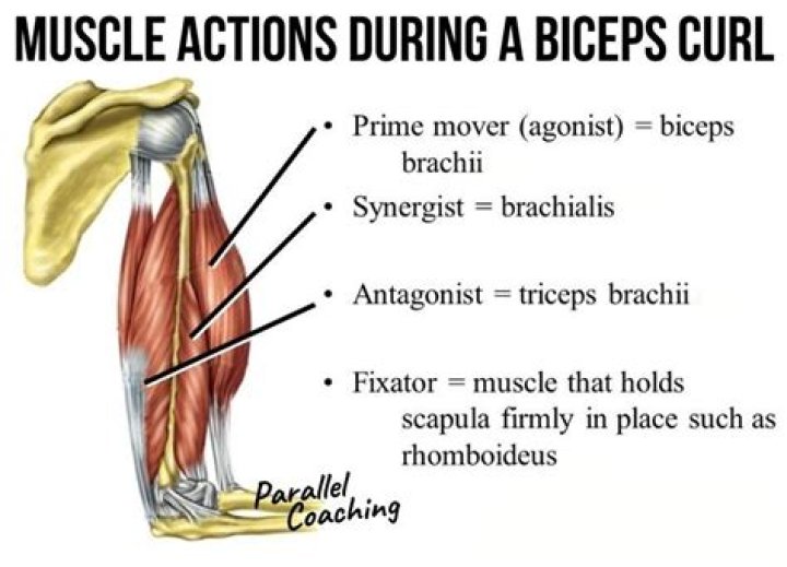 During a biceps curl the triceps acts as?