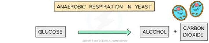 During anaerobic respiration in yeast?