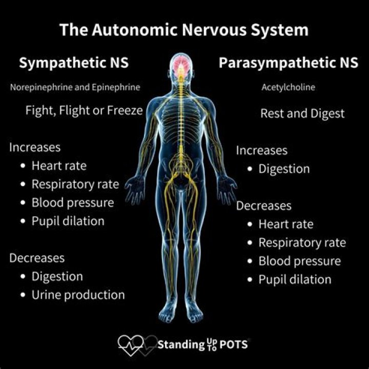 During arousal of the sympathetic nervous system?