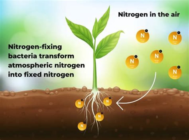 During biological nitrogen fixation nitrogen is converted to?