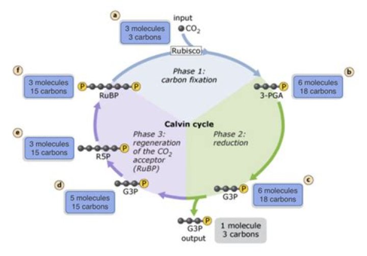 During calvin cycle the total number of co2?