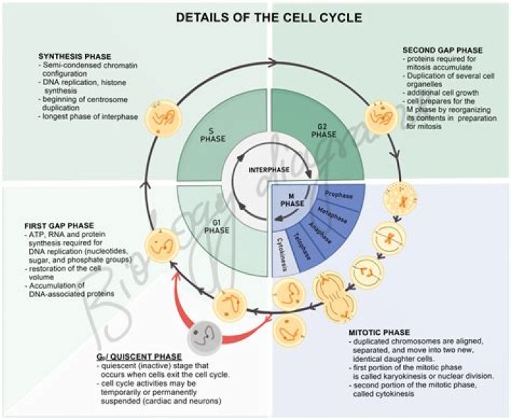 During cell differentiation phase?