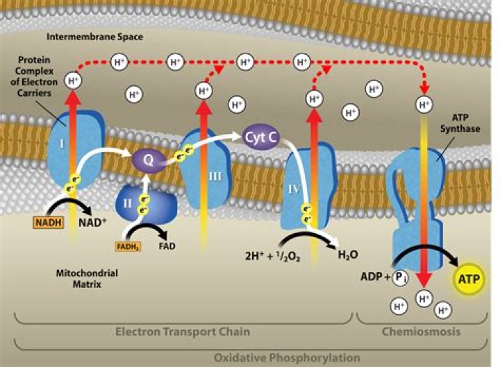 During chemiosmosis protons diffuse?