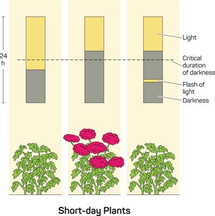 During day plants keep their?
