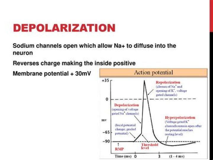 During depolarization the neuronal membrane is?