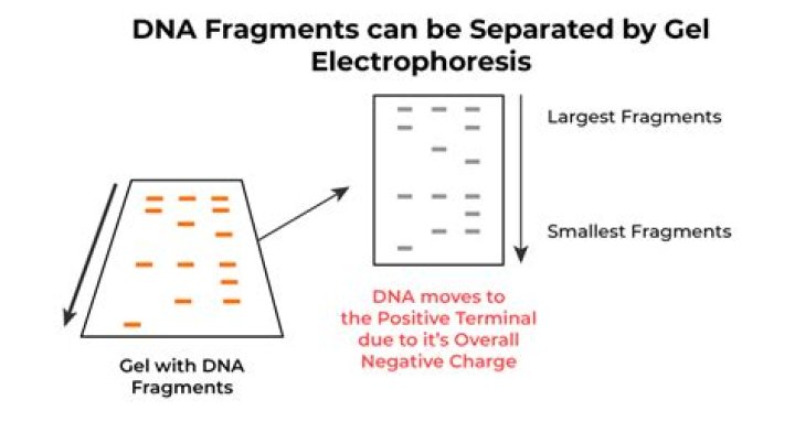 During dna fragments move to the positive end?