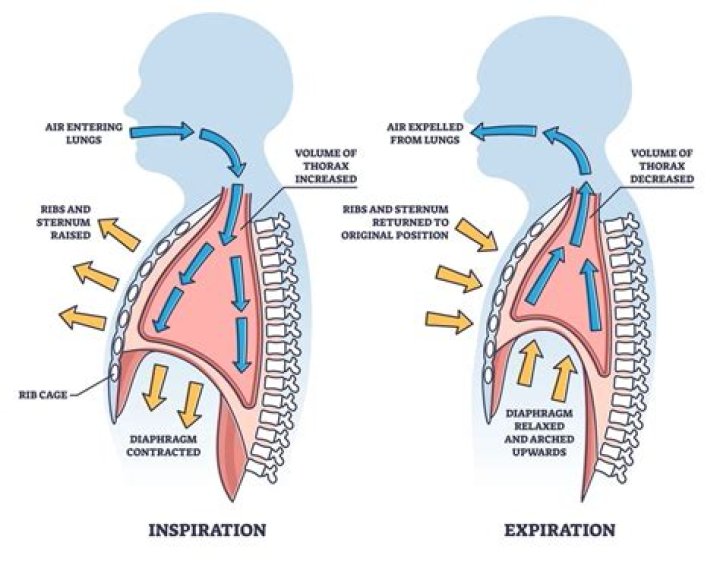 During exhalation the volume of the thoracic cavity?