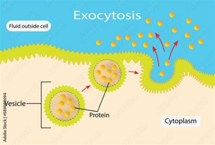 During exocytosis the phospholipids?