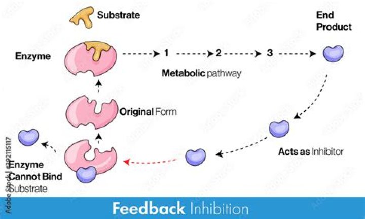 During feedback inhibition of an enzymatic pathway?