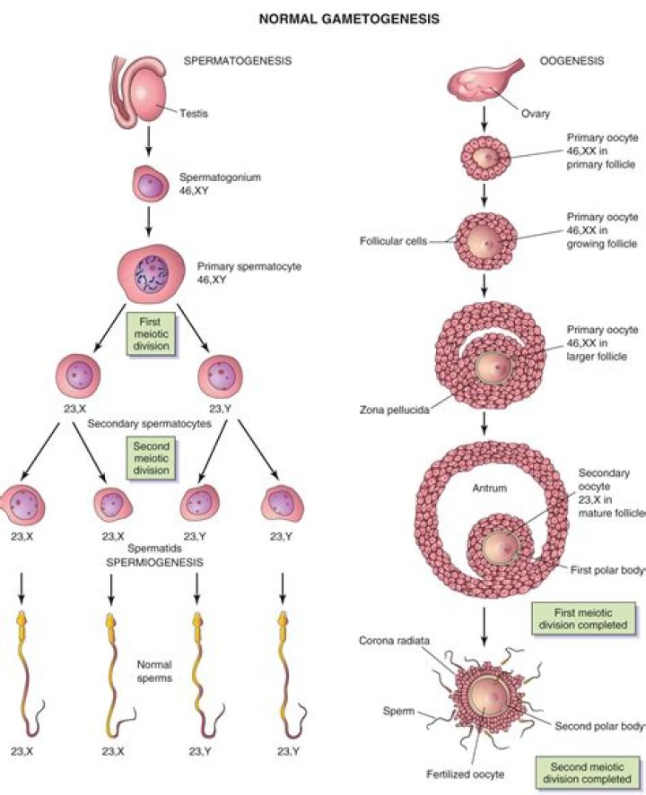 During gametogenesis in males?