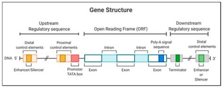 During his studies on genes in drosophila?