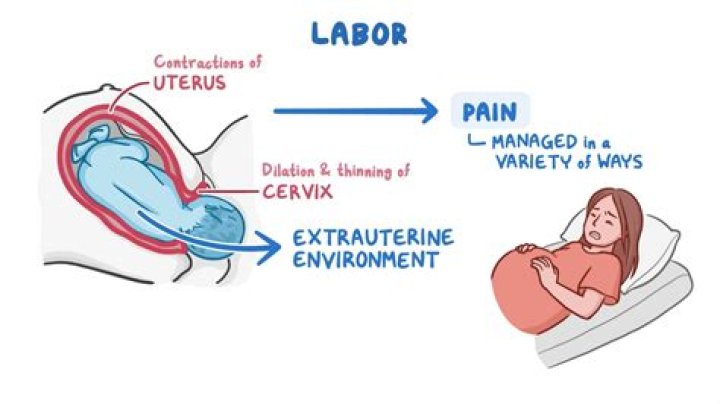 During labour uterine contractions are initiated from?