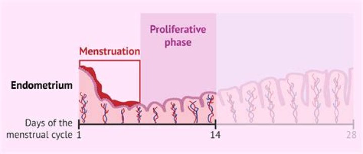 During menstrual cycle endometrium regenerates in which phase?