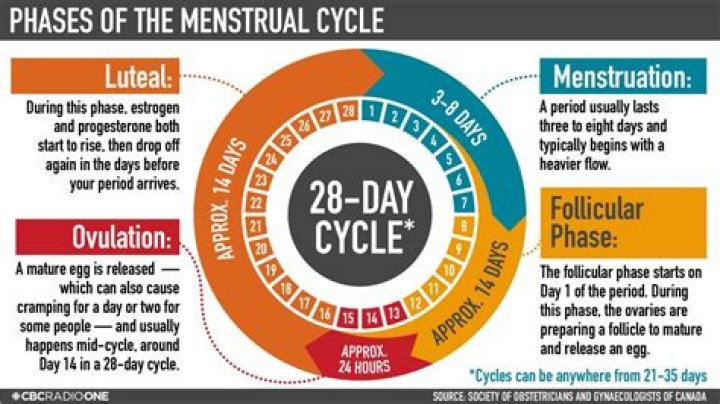During menstrual cycle safe period is considered as?