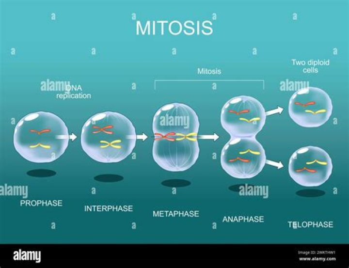 During mitosis metaphase differ from anaphase in having?