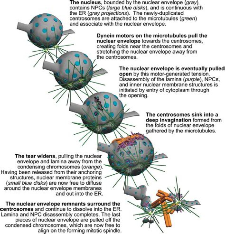 During mitosis the breakdown of the nuclear envelope depends on the?