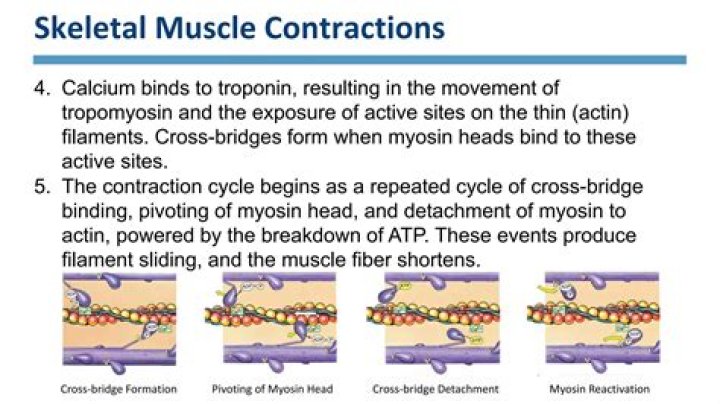 During muscle contraction which ion binds to tropomyosin?