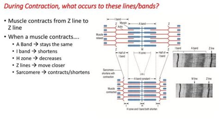 During muscle contraction z lines?