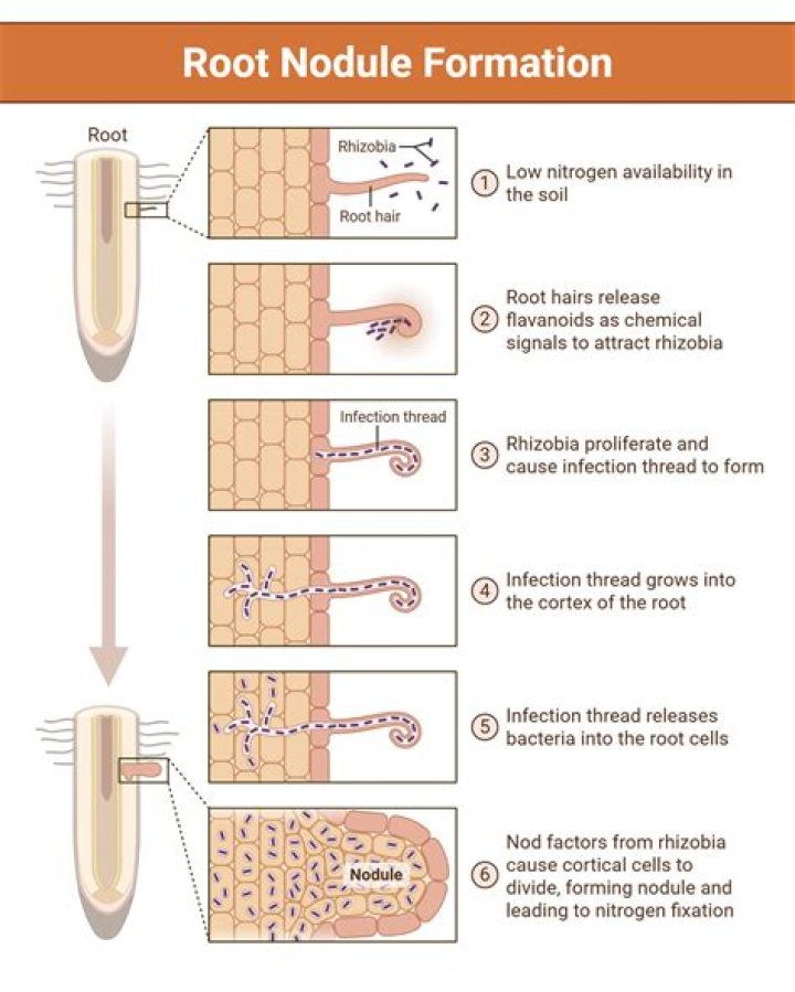During nodule formation cell division promoted by?