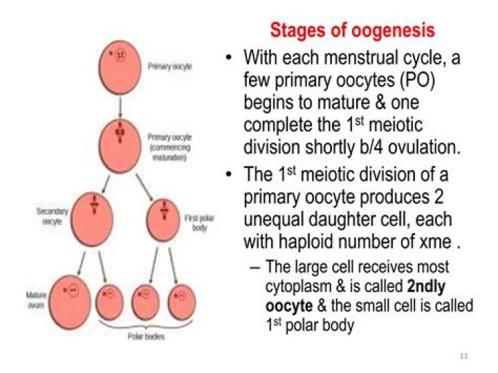 During oogenesis reduction division of meiosis is completed in?