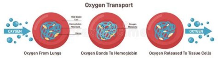 During oxygen transport by hemerythrin oxygen is bound as?