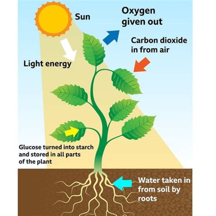 During photosynthesis plants absorb?