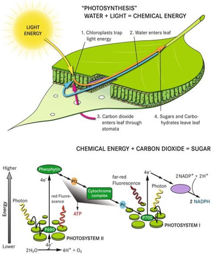 During photosynthesis water is split to remove?