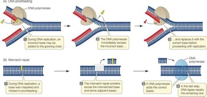 During replication the template dna is unwound?