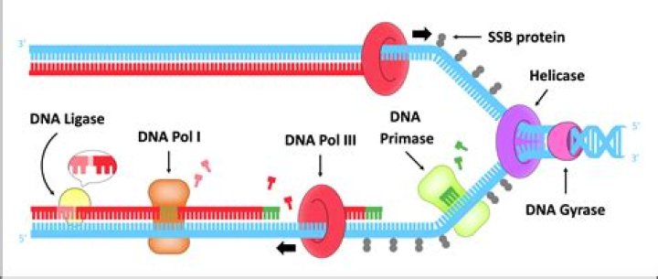 During replication what is the function of the enzyme dna polymerase?
