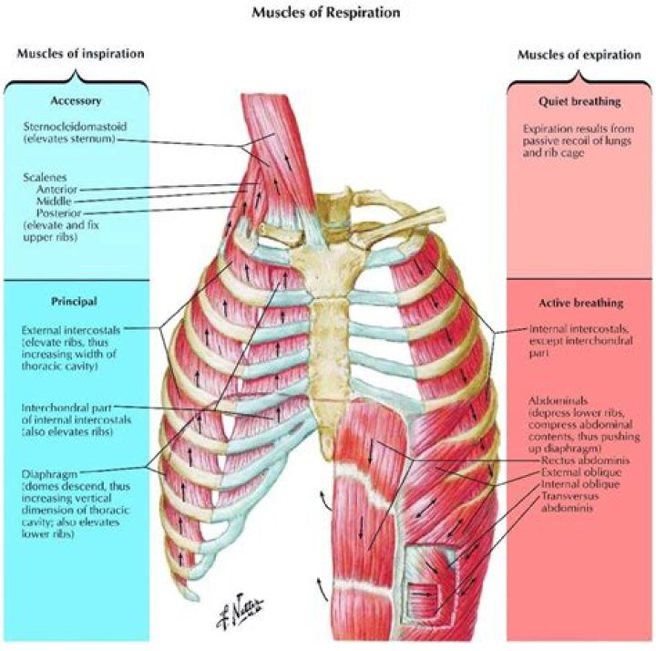 During respiration in man the intercostal muscles?