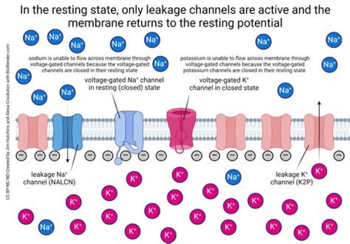 During resting potential what channels are closed?