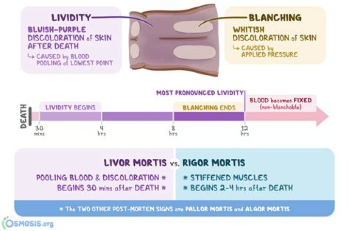 During rigor mortis which of the following occur?