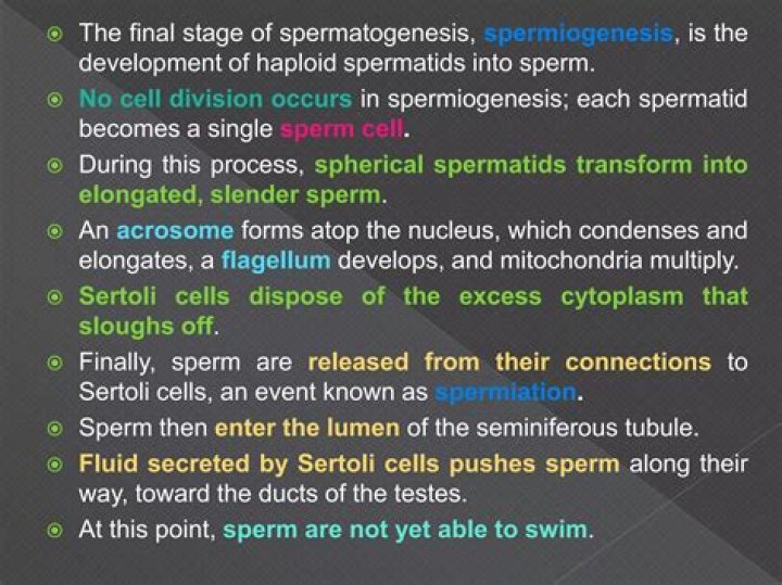 During spermiation sperm are released from?