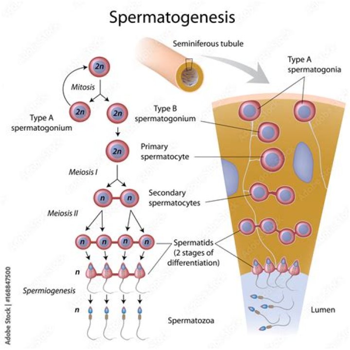 During spermiogenesis the mitochondria from spermatids are arranged in?