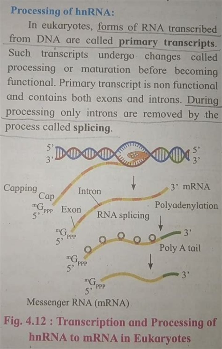 During splicing of hnrna introns are removed by the help of?