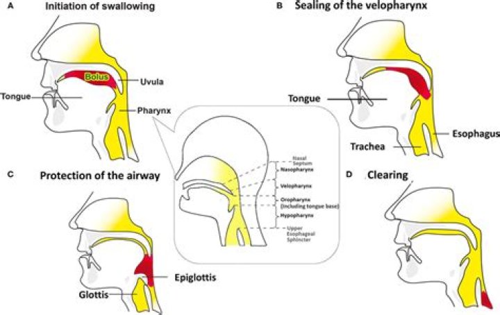During swallowing a bolus of food is moved from the pharynx to the?