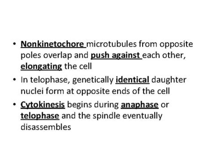 During telophase the nonkinetochore microtubules?
