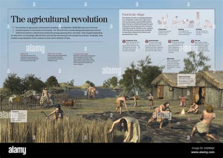 During the neolithic revolution human beings first?