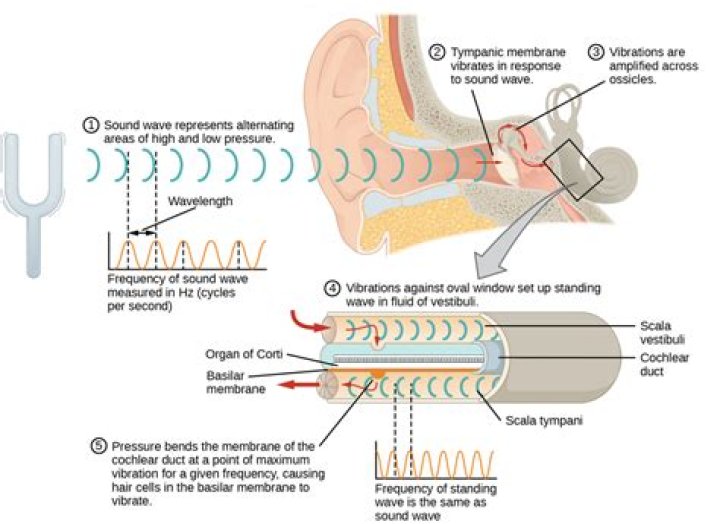 During the process of hearing the is the first structure to vibrate?