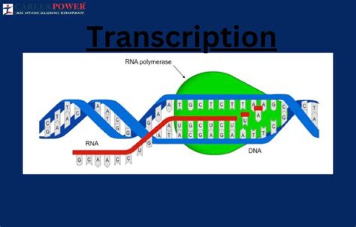 During transcription in eukaryotes a type of rna polymerase?