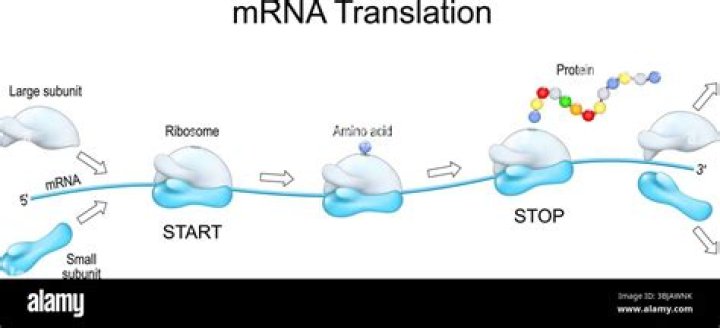 During transcription the mrna is formed?