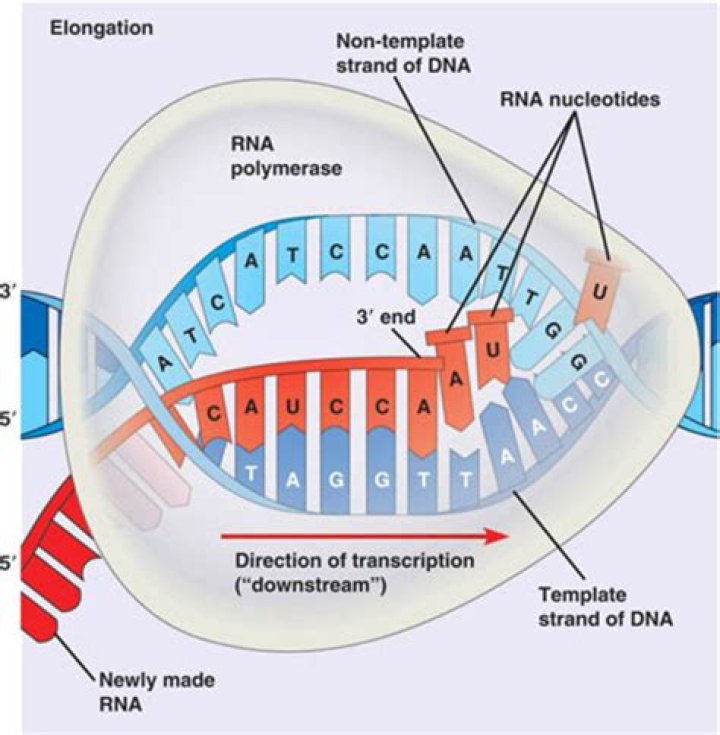 During transcription what molecule unwinds the dna?