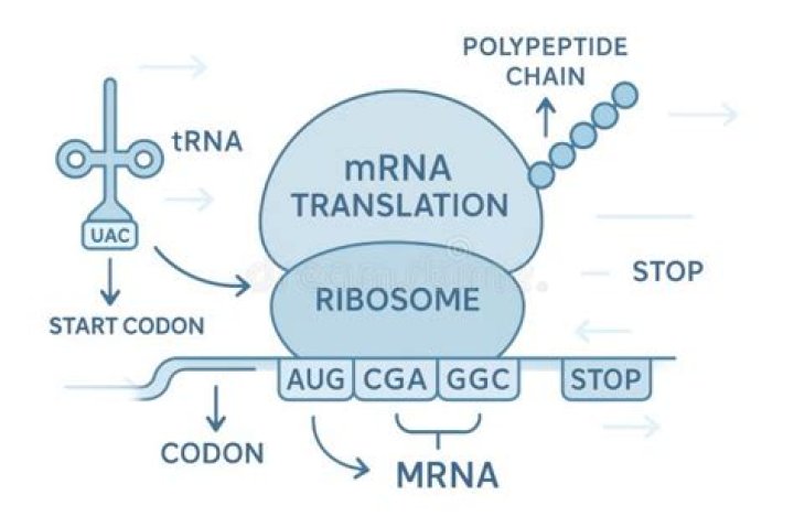 During translation codons of mrna are paired with?