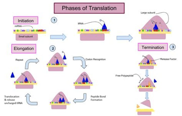 During translation which of the following is involved in translation?
