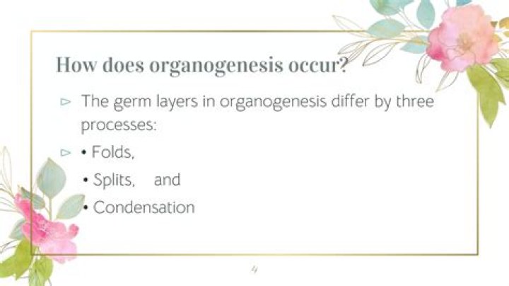 During what stage of development does organogenesis occur?